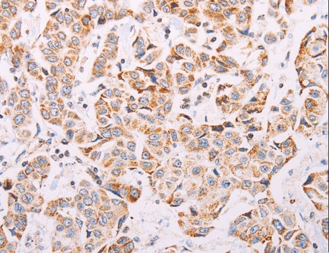 ADAMTS16 Antibody