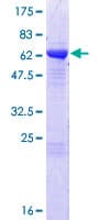 Human C8orf76 Protein (Recombinant GST)