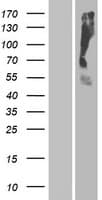 Human OR2T35 Protein (Over-Expression Lysate Myc-DDK (Flag))