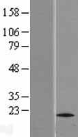 FIS1 Protein (Over-Expression Lysate Myc-DDK (Flag))