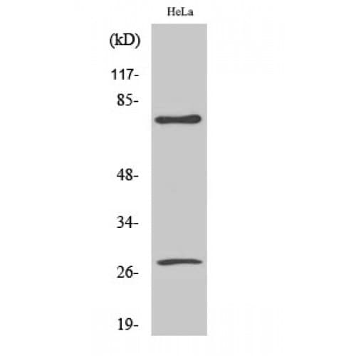 Polyclonal Rabbit anti-Human LMNA / Lamin A+C Antibody (150-230 aa, Internal, IHC, WB)
