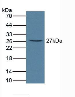 FCAR / CD89 Antibody (aa51-280, APC)