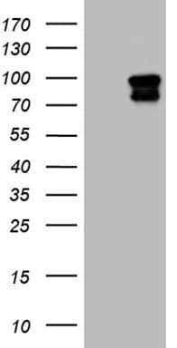 ELF4 / MEF Antibody (aa83-345, clone OTI1E11)