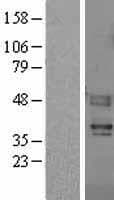 Human F2RL3 / PAR4 Protein (Over-Expression Lysate Myc-DDK (Flag))