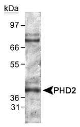 EGLN1 / PHD2 Antibody (Internal, DY650)
