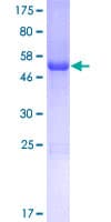 Human CCDC53 Protein (Recombinant GST)