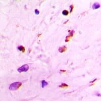 HIST3H3 Antibody