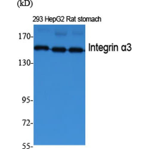 ITGA3 / CD49c Antibody (Internal)