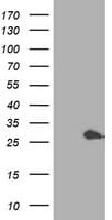 PSMB4 Antibody (clone OTI7B4, Carrier-free)