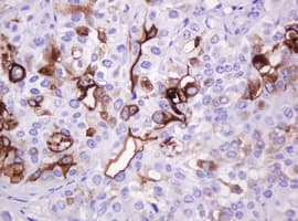 EMA / MUC1 Antibody (clone OTI2F6)