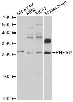 RNF166 Antibody