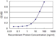 KCNMB3 Antibody (clone 2C12)