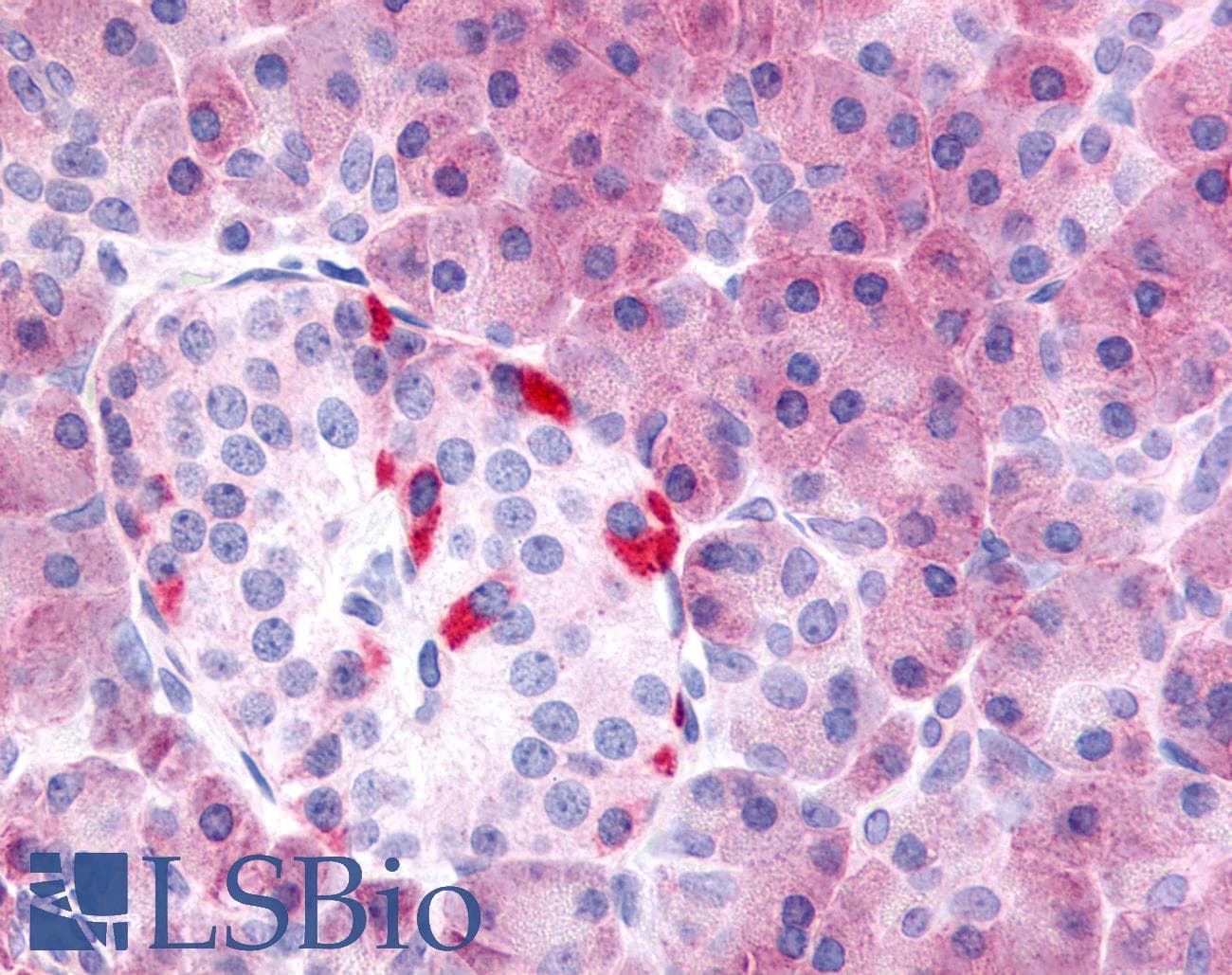 IHC-plus™ PDE7B Antibody (Internal)