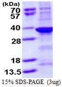 Human SUMF1 Protein (Recombinant His)