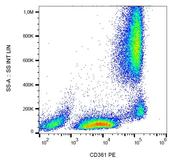 EVI2B Antibody (clone MEM-216, PE)