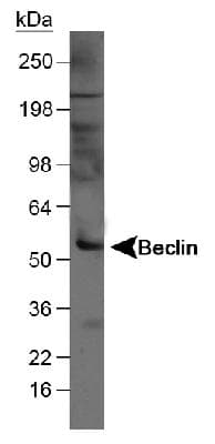 BECN1 / Beclin-1 Antibody (aa1-100, DY650)