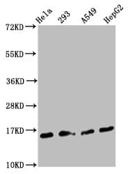 H3F3B Antibody