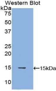 POTEJ Antibody (aa109-269)