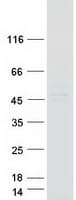 Human DAW1 / WDR69 Protein (Recombinant Myc-DDK (Flag))