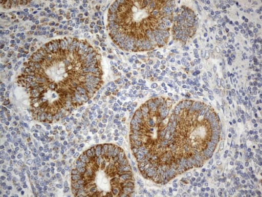 SDHB Antibody (clone UMAB268, Carrier-free)