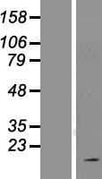 OCIAD2 Protein (Over-Expression Lysate Myc-DDK (Flag))