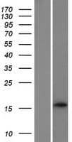 C6orf218 Protein (Over-Expression Lysate Myc-DDK (Flag))