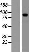 Human PAL / PAM Protein (Over-Expression Lysate Myc-DDK (Flag))