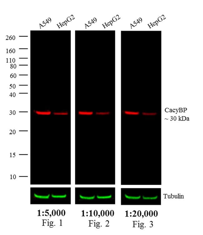 Goat Anti-Rabbit IgG Secondary Antibody (DY680)