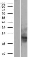 MID1IP1 Protein (Over-Expression Lysate Myc-DDK (Flag))
