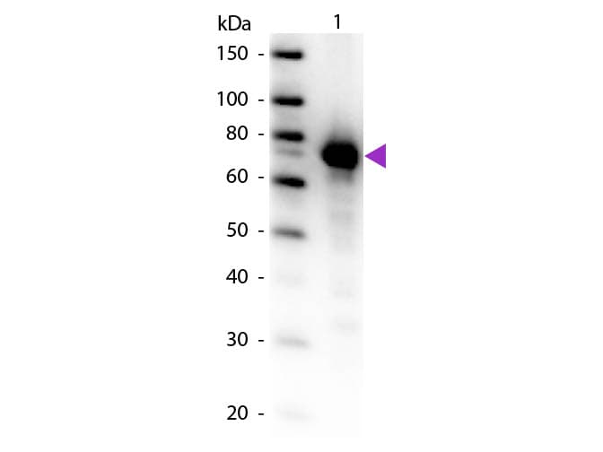Polyclonal Rabbit anti-Human TF / Transferrin Antibody (Liquid, Biotin, IHC, WB)