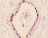 HMOX1 / HO-1 Antibody (clone HO-1-2)