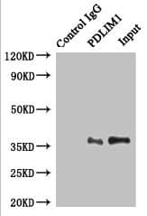 Polyclonal Rabbit anti-Human PDLIM1 Antibody (aa1-329, IHC, WB)