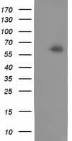 CALCOCO2 Antibody (clone OTI4H5)