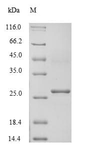 Human ATP4B Protein (Recombinant)