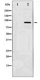 SP1 Antibody