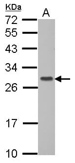 GIMAP6 Antibody