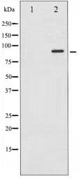 STAT6 Antibody
