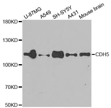 CD144 / CDH5 / VE Cadherin Antibody