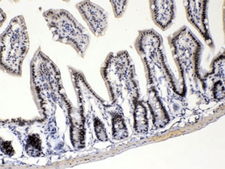 E2F4 Antibody