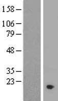 Human C11orf1 Protein (Over-Expression Lysate Myc-DDK (Flag))