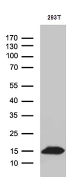 Monoclonal Mouse anti-Human CHCHD10 Antibody (clone OTI2B6, aa17-142, IHC, WB)