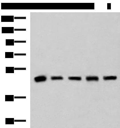 PCYT2 / ET Antibody