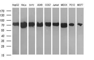 DNM1L / DRP1 Antibody (clone OTI4B5)