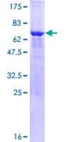 Human MAPK10 / JNK3 Protein (Recombinant GST)