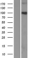 C3orf20 Protein (Over-Expression Lysate Myc-DDK (Flag))