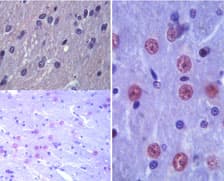 Latexin / MUM Antibody (aa70-86)