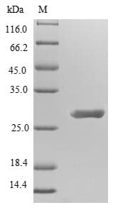 Bacillus thuringiensis Crystal Protein cry1Fb (Recombinant 6His, N-terminus)