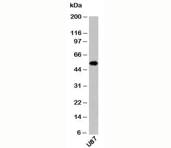 NTSR2 / NTR2 Antibody (N-Terminus)