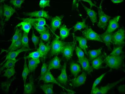 C1orf38 Antibody