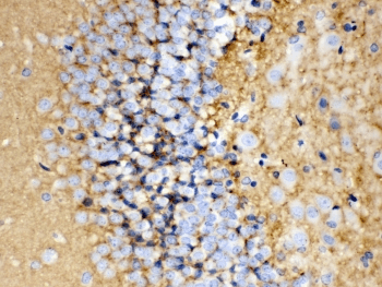 GAP43 Antibody (aa216-238)